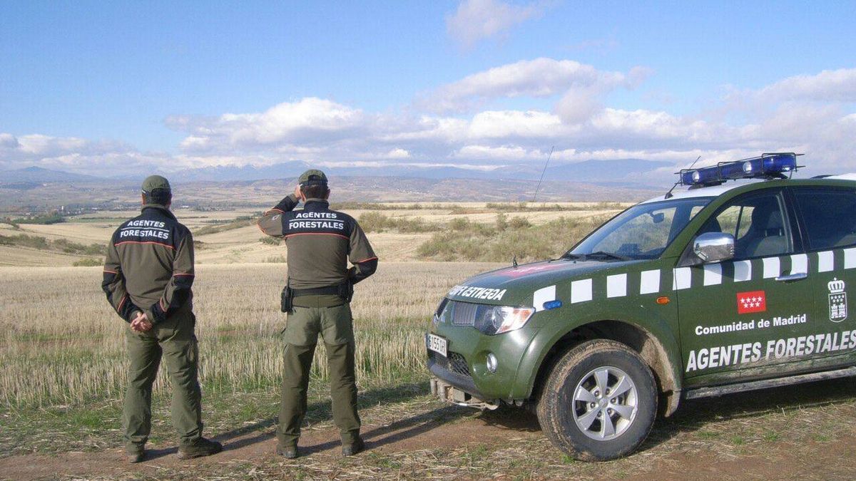 Agentes Forestales : funciones y estadísticas de una profesión clave en la protección del Medio Ambiente